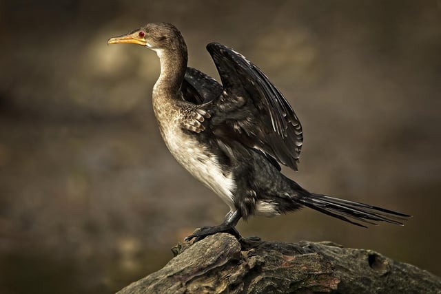 Long Tailed Cormorant by Simon Watkins - score 20