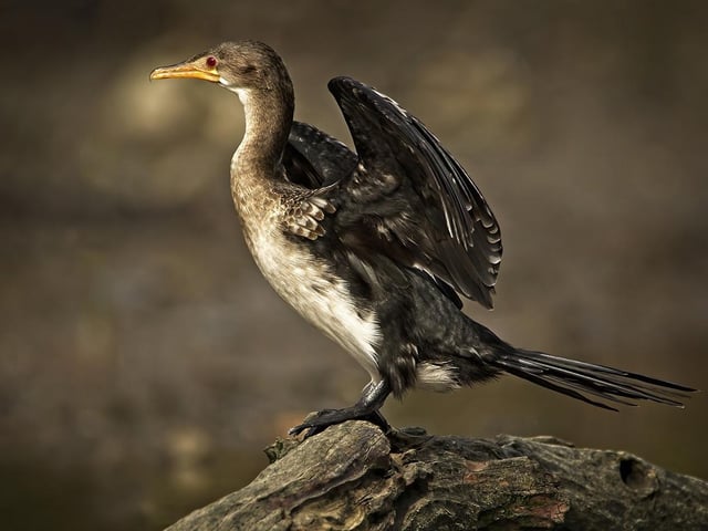 Long Tailed Cormorant by Simon Watkins - score 20