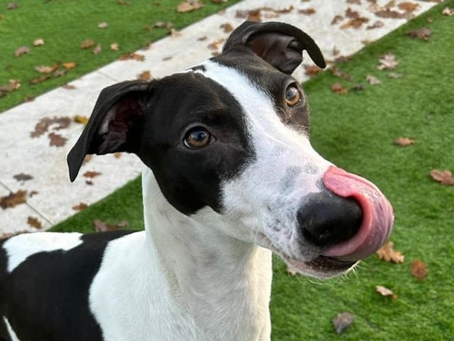 Kai needs an active home with at least one other playful dog for company. He is very affectionate and has 'no concept of personal space', according to Arundawn, so his new family must be preapred to share the sofa with him in the evenings! He needs a big garden to run around in and preferably a home in the countryside. He loves other dogs, both in the home and out on walks - he does want to greet every dog he sees which will need to be managed by his new owner, in addition to lead training and recall. Due to his clumsy nature, Arundawn has said he could live with children aged over 10, who are respectful of a dog's boundaries.
