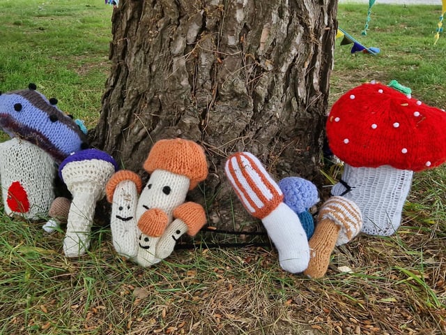 Mushrooms and toadstools round the tree
