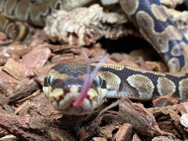 Nate- Python- Brighton Animal Rescue