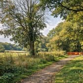 ‘Essential’ tree safety work is set to take place at Washington Copse near Petworth.