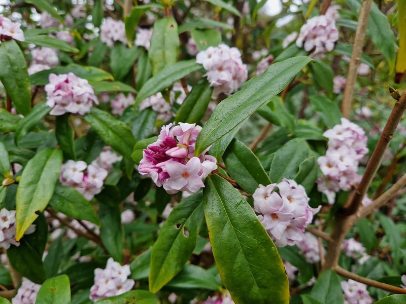 Daphne