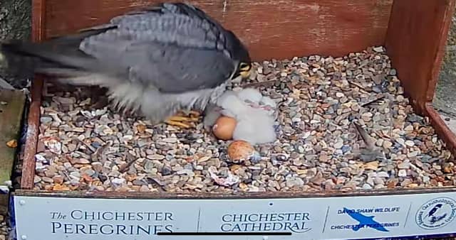Adorable peregrine falcon eggs hatch at Chichester Cathedral