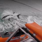 The dolphins off the coast of Sussex. Picture from the RNLI