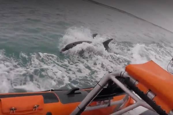 The dolphins off the coast of Sussex. Picture from the RNLI