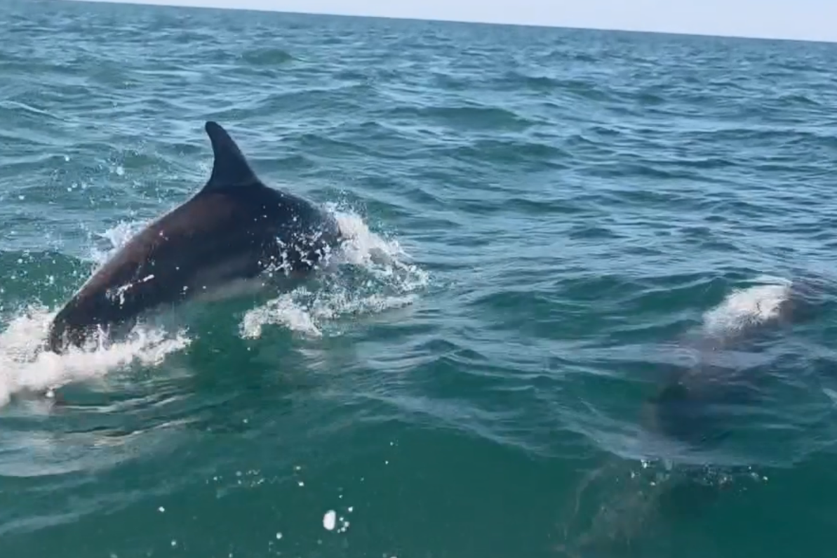 Stunning footage shows bottlenose dolphins swimming off Sussex coast