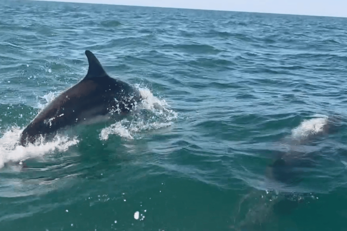 Stunning footage shows bottlenose dolphins swimming off Sussex coast