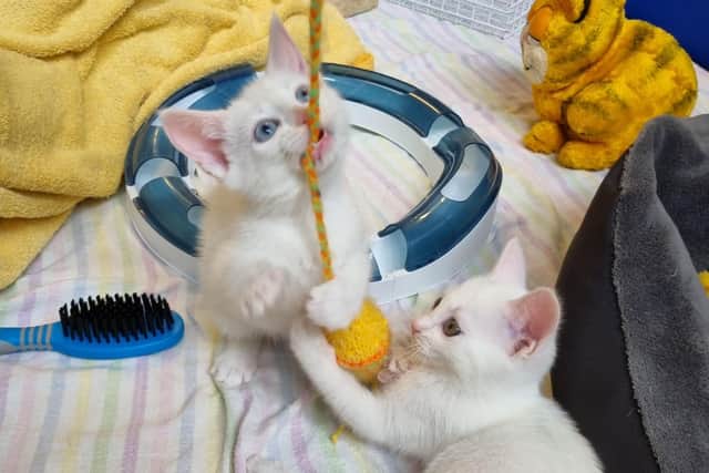 Cats Protection will be livestreaming kittens to improve wellbeing.