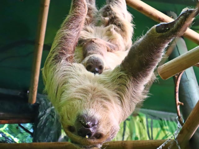 Baby sloth at Drusillas Park in East Sussex