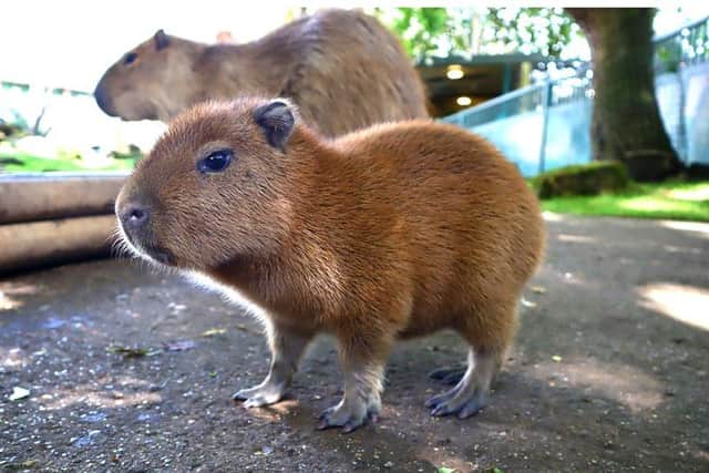 The baby capybara at Drusillas Park