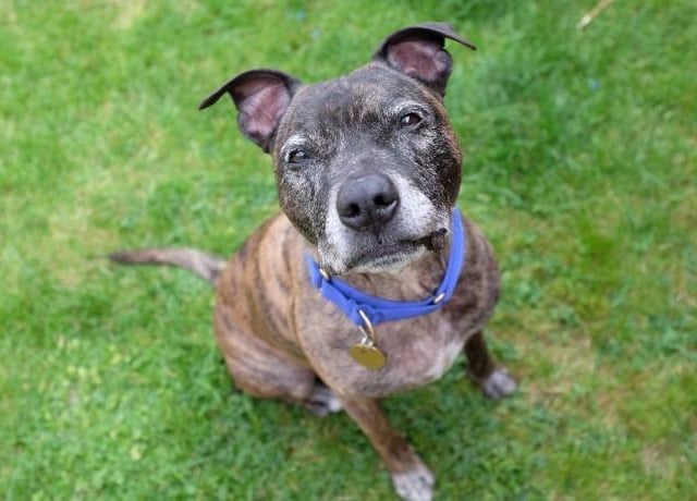 Riley is an '11-years young' Staffordshire Bull terrier. Upon arrival at Arundawn, Riley was a very anxious boy but has come a long way while working with a trainer - however, the rescue believes he will always be reactive when out walking and encountering other dogs. The rescue added that he is 'perfect' at home and is very affectionate, enjoying cuddles and licking his humans.