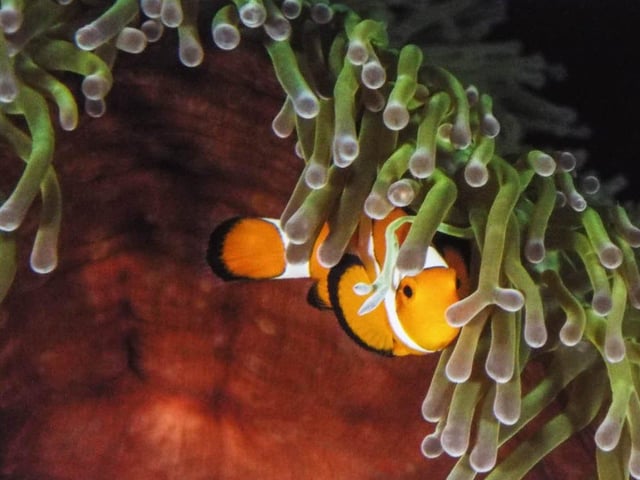 Wendy Eve's photo of a fish was awarded second place