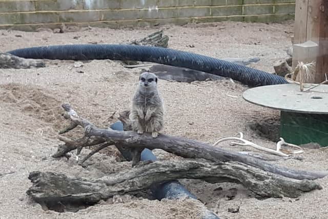 Crawley’s Tilgate Nature Centre is looking for a new Zookeeper