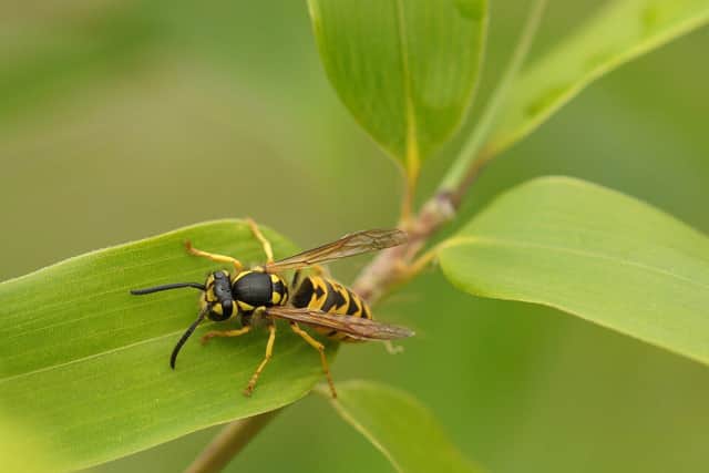 Warning over 'vicious wasps' in the Horsham area