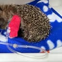 A poorly hedgehog at WRAS