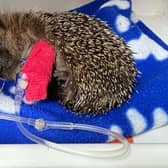 A poorly hedgehog at WRAS