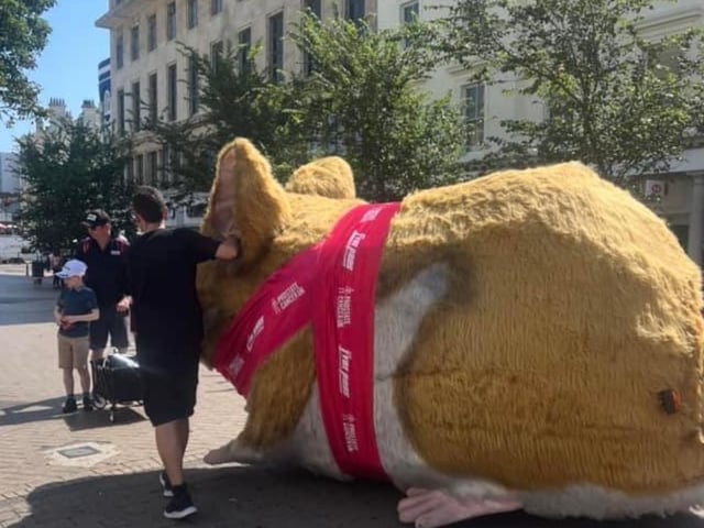 Giant Hamster in Hastings