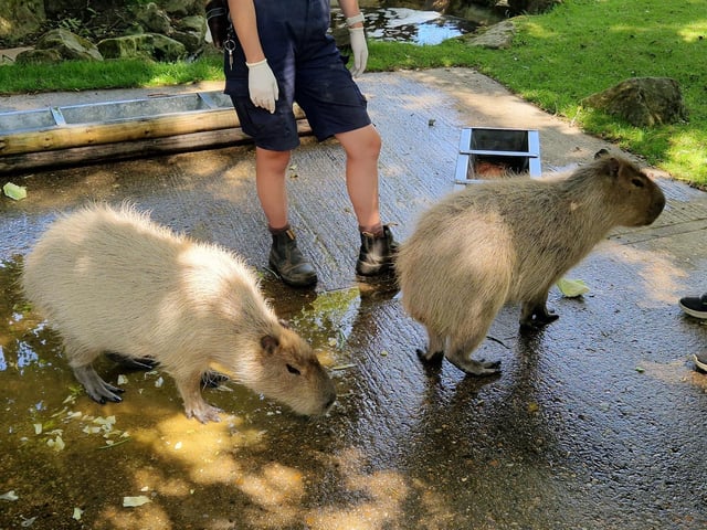 Drusillas offers animals, rides, play areas and more for families from Sussex and beyond