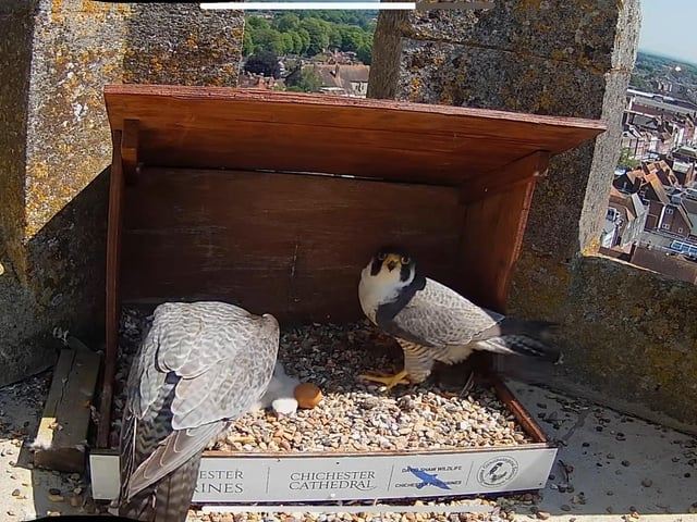 Adorable peregrine falcon eggs hatch at Chichester Cathedral