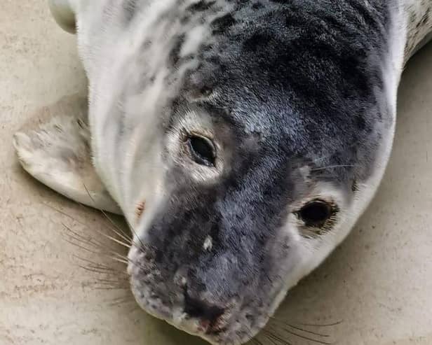 The seal that was rescued from the beach at Hastings this week.