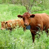 Recent incidents in Sussex involving cattle have underlined the potential dangers they pose to walkers, as people head out to enjoy the countryside this bank holiday weekend