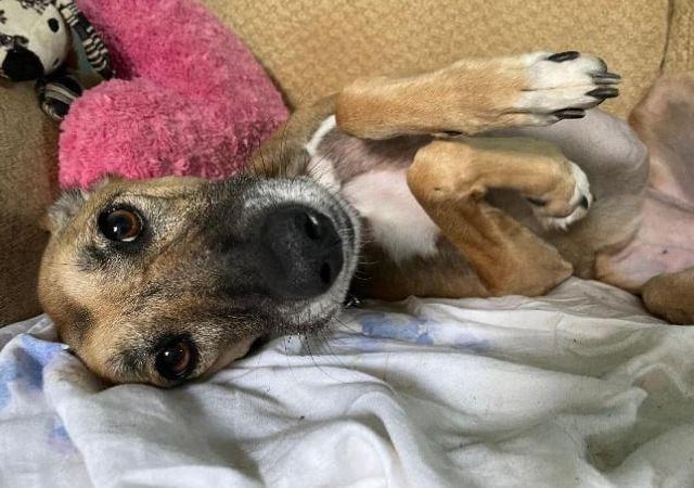 Ivy- Saluki crossbreed- Brighton Animal Centre