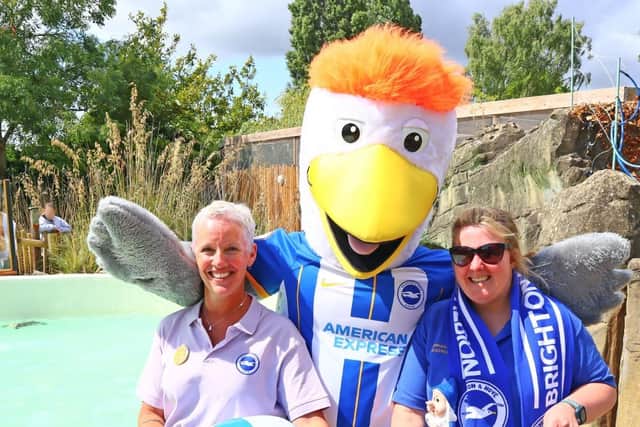Drusillas invited Brighton’s very own mascot, Gully, to the zoo to meet the team’s namesakes and fling them some fish in a specially arranged penguin experience.  Picture: Drusillas