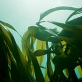 Historic kelp forests lost for decades are beginning to flourish off the Sussex coast. Picture: Big Wave Productions/Sussex Wildlife Trust