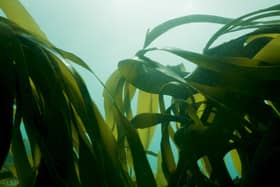 Historic kelp forests lost for decades are beginning to flourish off the Sussex coast. Picture: Big Wave Productions/Sussex Wildlife Trust