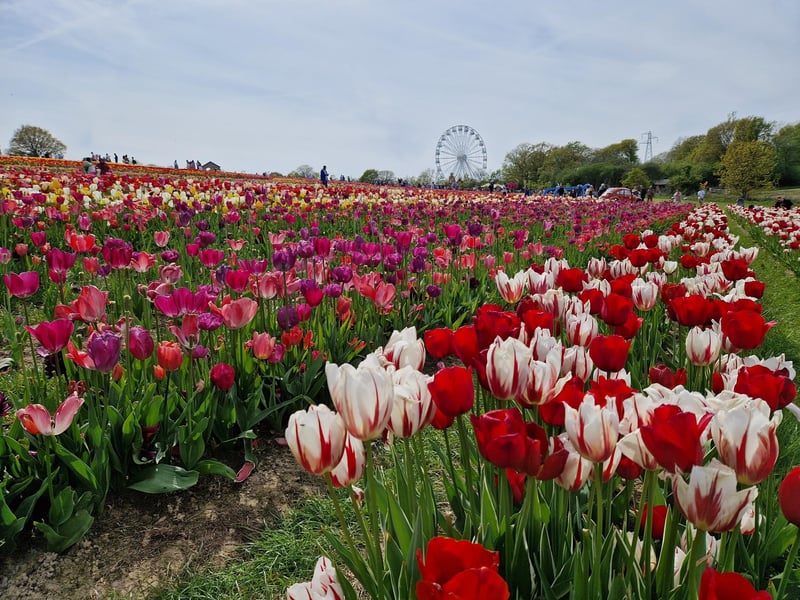 Tulleys Tulip Fest celebrates the arrival of spring with 1.5 million blooms in the fields