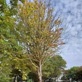 The council said 'there is no link between the felling of these trees and Hemiko’s upcoming works'. Photo: WBC