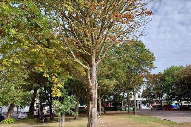The council said 'there is no link between the felling of these trees and Hemiko’s upcoming works'. Photo: WBC