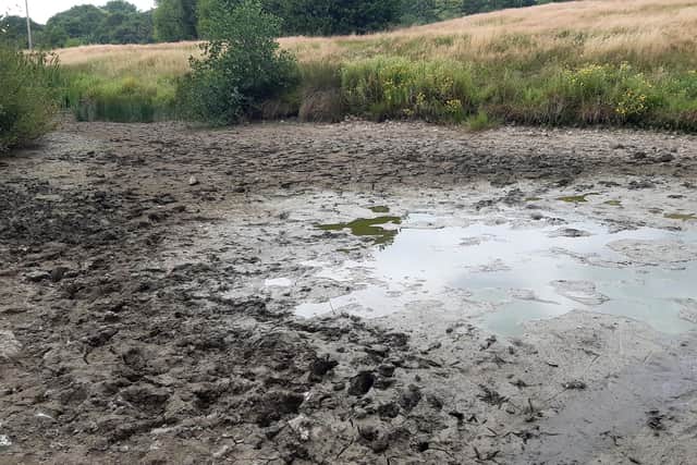 Fish have been struggling and dying in a pond off the A273 at Hassocks near the London Road play area