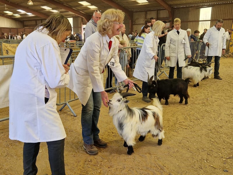 Pygmy goats. Photo: Hollie Robards