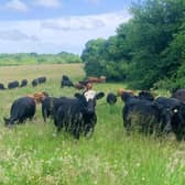 Grazing cows at Limden Brook Organic