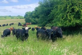 Grazing cows at Limden Brook Organic