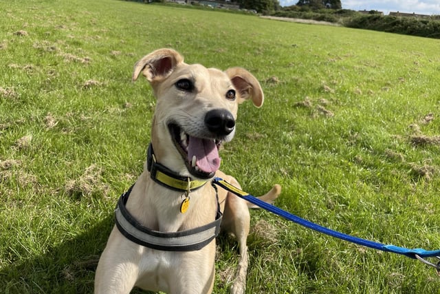 Meet Harry – a bright, young Lurcher who is up for adoption and looking for a new home.