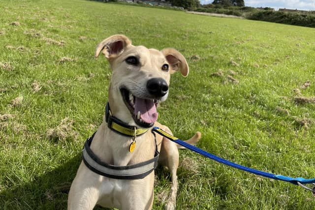 Meet Harry – a bright, young Lurcher who is up for adoption and looking for a new home.