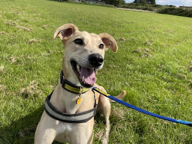 Meet Harry – a bright, young Lurcher who is up for adoption and looking for a new home.