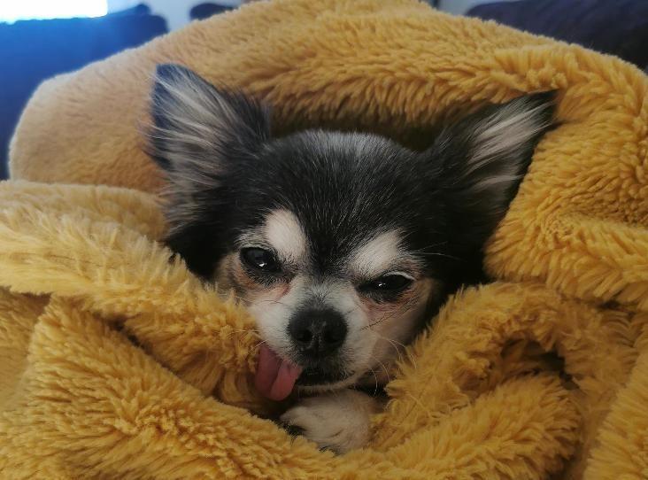 Ozzie is a 10-year-old male Chihuahua at the Mount Noddy Animal Centre in Black Mill Lane near Chichester.