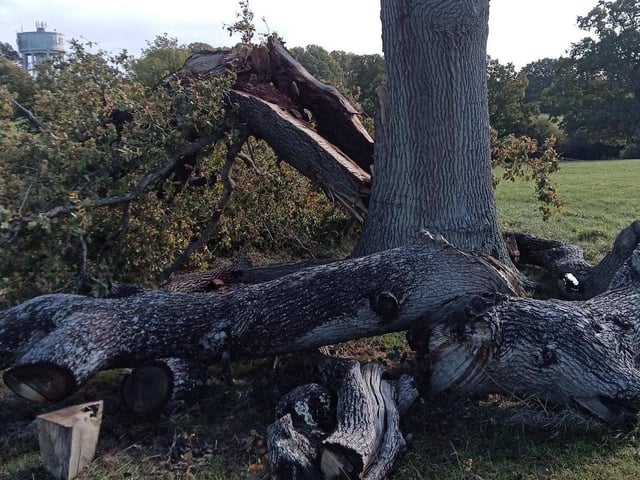 The fallen Oak tree | Burgess Hill Town Council