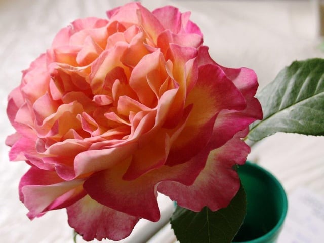 Yapton Cottage Gardeners’ Society held its first early summer flower show for three years and was pleased with the results