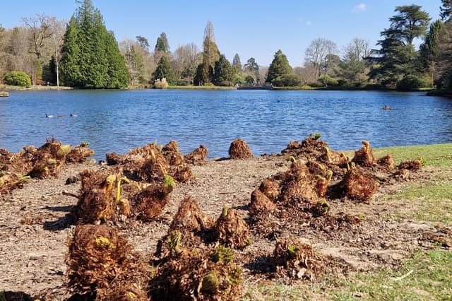 Spring blooms at Sheffield Park and Garden near Haywards Heath