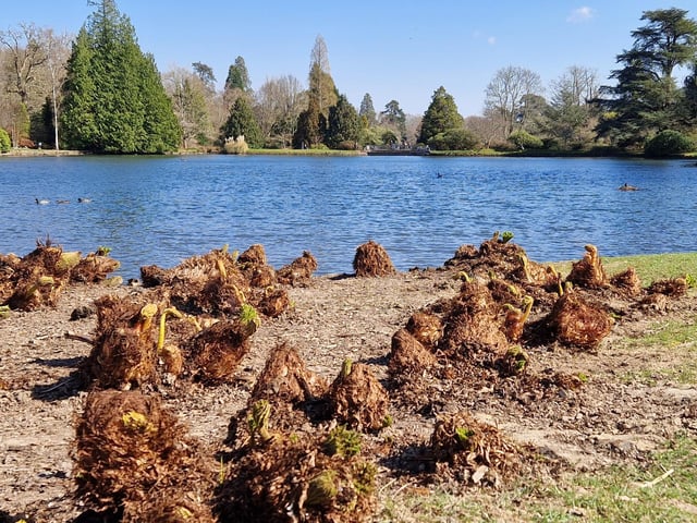 Spring blooms at Sheffield Park and Garden near Haywards Heath