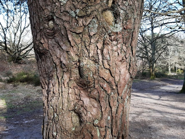 I was delighted to find a face in a tree along this path! It really made me smile.