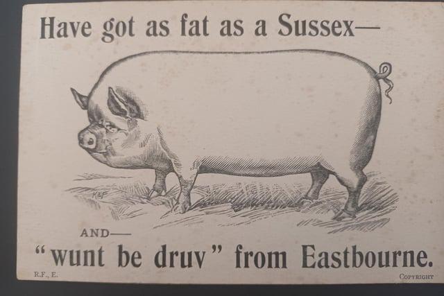 September 10, 1910. Have got as fat as a Sussex --(Pig) and wunt be druv from Eastbourne.  Picture: Contributed