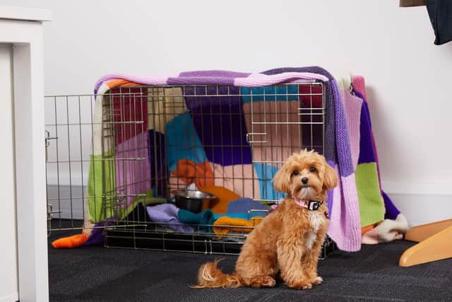A Sussex animal rescue charity has issued advice to owners on how to take care of their pets during firework season. Photo: Dogs Trust