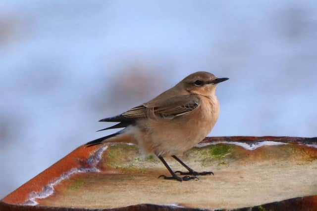 Northern Wheatear taken at Bexhill. Pic by Professor Nicholas Turner