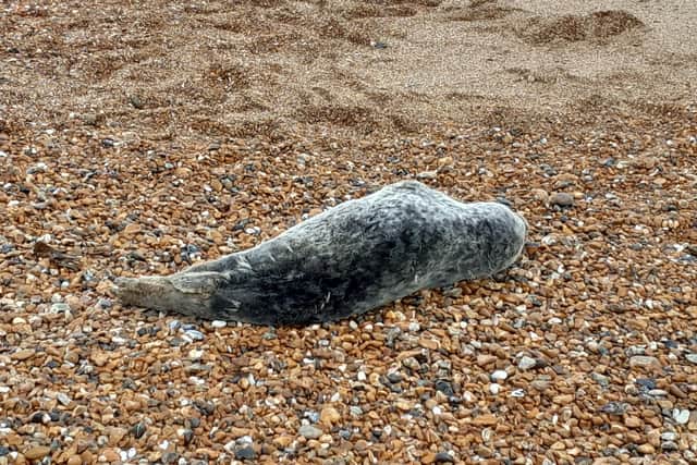 Jeff confirmed he completed a survey of the animal which ‘looked in good health but appeared tired’. Photo: Worthing Coastal Office